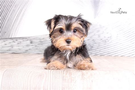 Yorkshire Terrier Chanel 